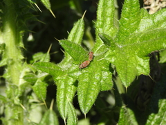 Acinocoris lunaris
