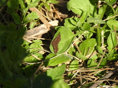 Viola minor