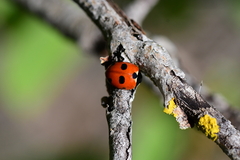 Coccinella