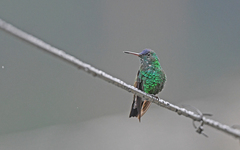 Saucerottia cyanifrons