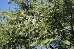 Vachellia pennatula