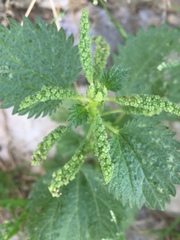 Urtica membranacea