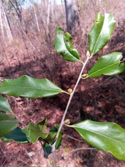 Diospyros