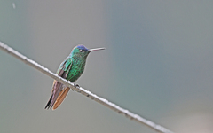 Saucerottia cyanifrons