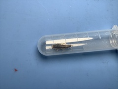 Ctenolepisma longicaudatum