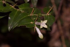 Damnacanthus indicus
