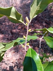 Diospyros