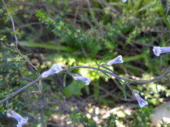 Cyphia crenata crenata