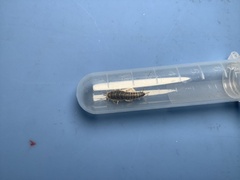 Ctenolepisma longicaudatum