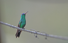 Saucerottia cyanifrons