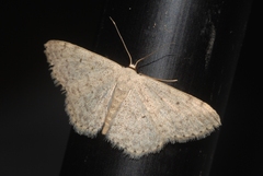 Scopula marginepunctata