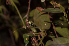 Smilax lanceifolia