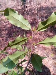 Diospyros