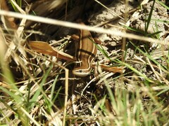 Aspronema dorsivittatum