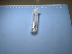 Ctenolepisma longicaudatum