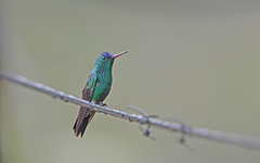 Saucerottia cyanifrons