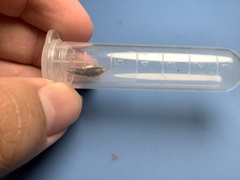 Ctenolepisma longicaudatum