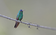 Saucerottia cyanifrons