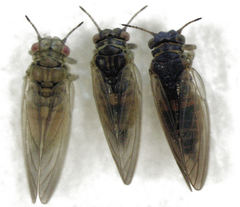 Blastopsylla occidentalis