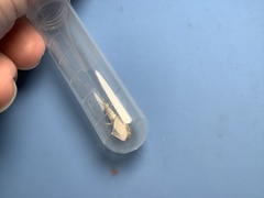 Ctenolepisma longicaudatum