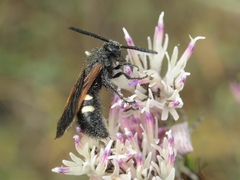 Scolia sexmaculata