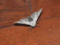 Hypercompe abdominalis