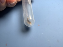 Ctenolepisma longicaudatum