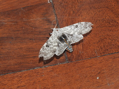 Hypercompe abdominalis