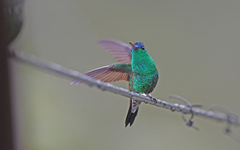 Saucerottia cyanifrons