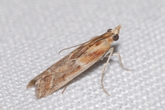 Ancylosis cinnamomella