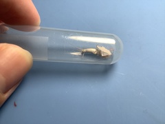 Ctenolepisma longicaudatum