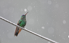 Saucerottia cyanifrons