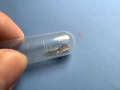 Ctenolepisma longicaudatum