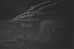 Phascolarctos cinereus victor