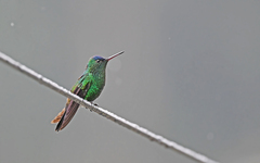 Saucerottia cyanifrons