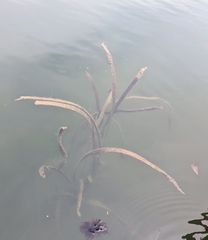 Zosteraceae