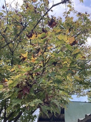 Acer serrulatum