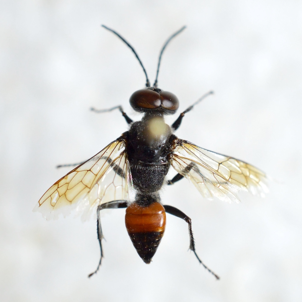 Astata pontica