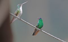 Saucerottia cyanifrons