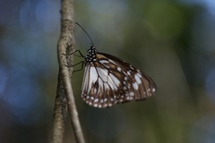 Danaus affinis