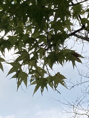 Acer serrulatum