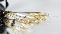 Astata