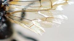 Astata