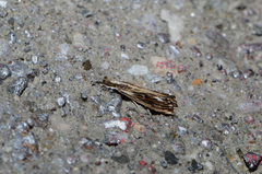 Catoptria verellus
