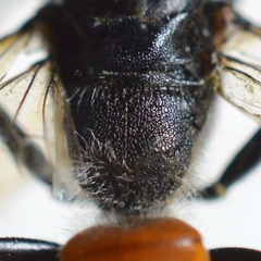 Astata
