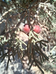 Juniperus turbinata
