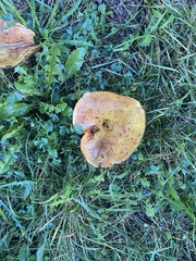 Suillus americanus