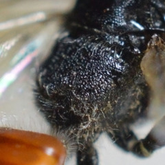 Astata