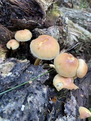 Hypholoma lateritium