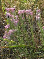Jurinea stoechadifolia